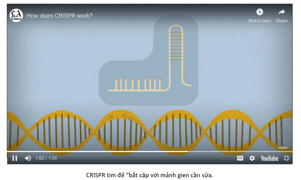 CRISPR cas9 - Gene editing toolkit, application in cancer treatment research