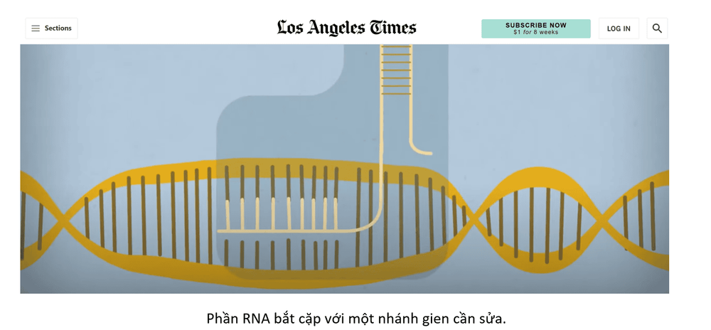 CRISPR cas9 - Bộ công cụ sửa gen, ứng dụng trong nghiên cứu điều trị ung thư