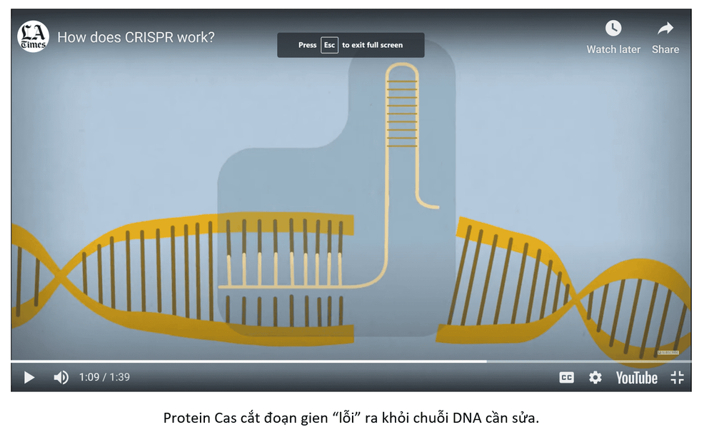 CRISPR cas9 - Gene editing toolkit, application in cancer treatment research