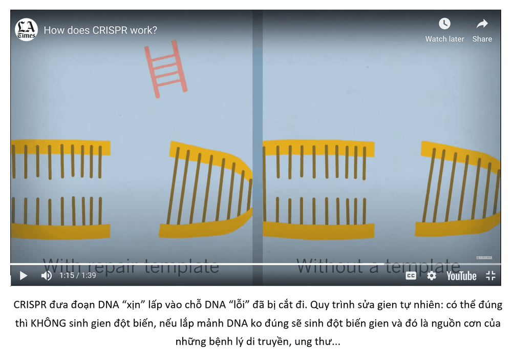 CRISPR cas9 - Bộ công cụ sửa gen, ứng dụng trong nghiên cứu điều trị ung thư