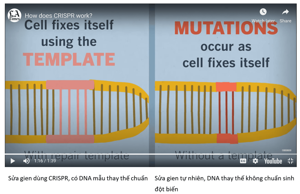 CRISPR cas9 - Bộ công cụ sửa gen, ứng dụng trong nghiên cứu điều trị ung thư