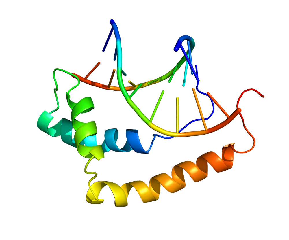 
Hình ảnh Gene SOX9
