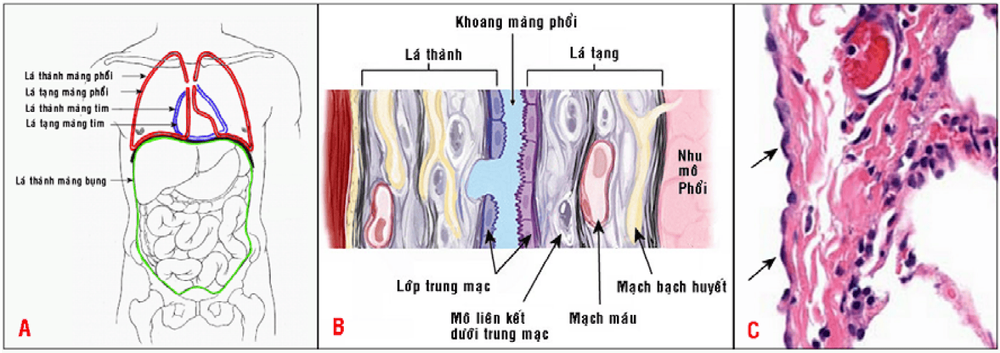 
Hình 1: Ba khoang cơ thể chính: khoang màng phổi, khoang màng bụng và khoang màng tim (A); cấu tạo lá thành và lá tạng khoang màng phổi (B); lá tạng màng phổi lót bởi tế bào trung mạc dẹt (mũi tên, C).
