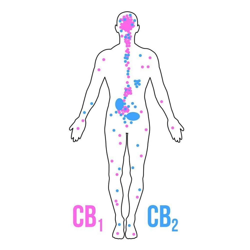 
Thụ thể CB1 và CB2 có tác động trái ngược nhau.
