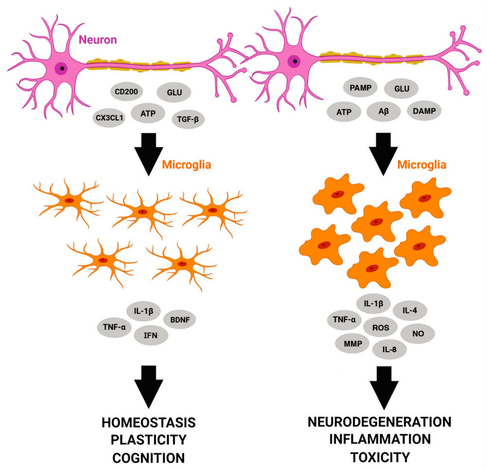 
Các phản ứng của microglia đối với các phân tử khác nhau do tế bào thần kinh giải phóng
