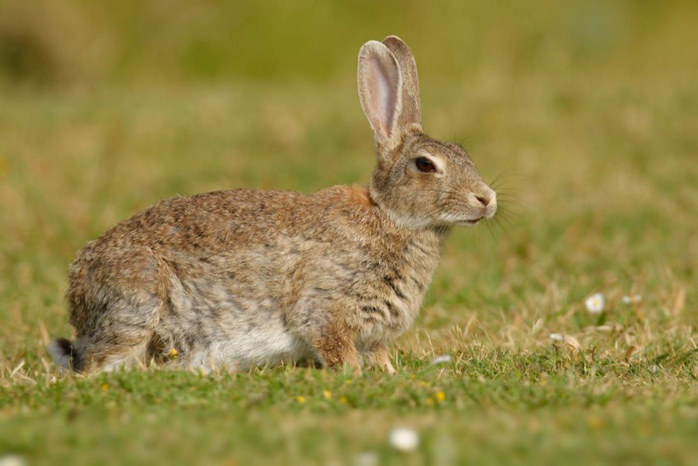 
Bệnh Tularemia được đánh giá là bệnh của các loài gặm nhấm hoang dã, đặc biệt là ở thỏ và chuột nước
