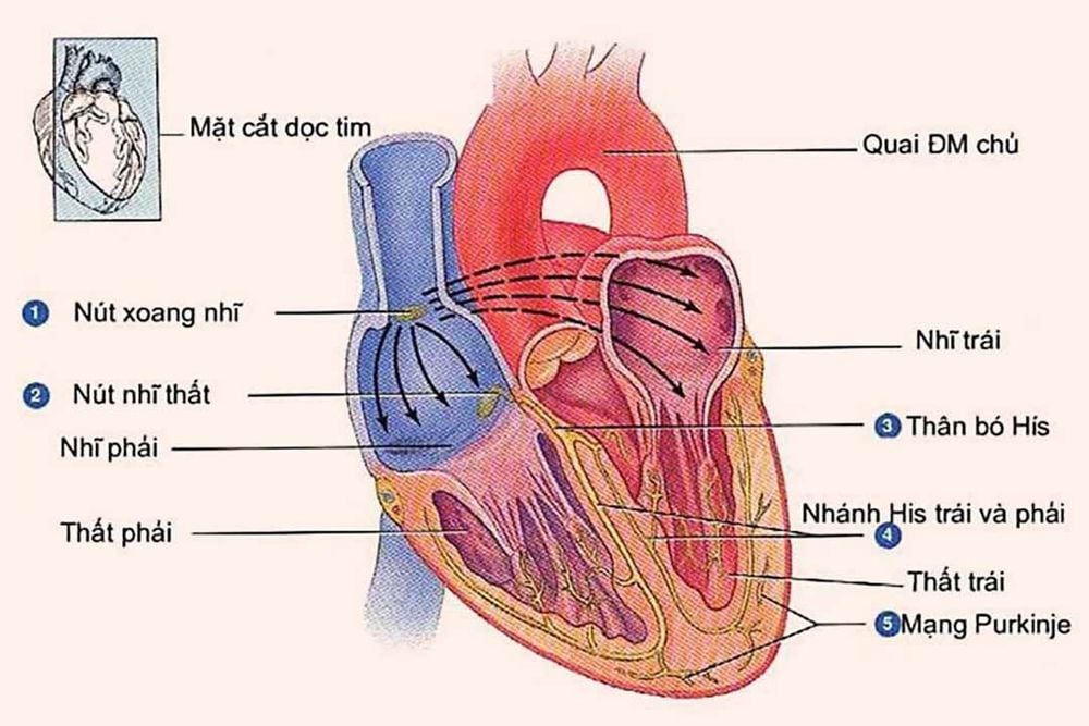 Cardiovascular disease - P1: Symptoms