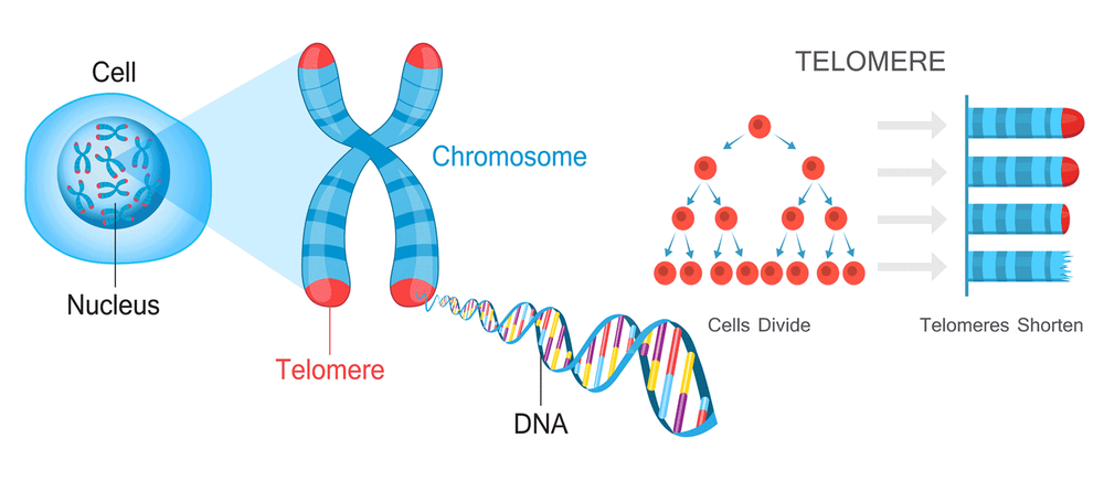 
Cấu trúc Telomere tại đầu mút của các nhiễm sắc thể và sự ngắn dần đi của cấu trúc telomere sau mỗi lần phân chia tế bào
