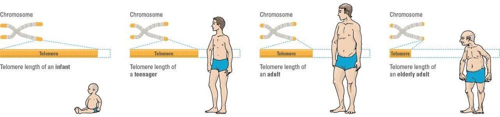 
Sự ngắn dần cấu trúc telomere liên quan đến quá trình lão hoá của cơ thể con người
