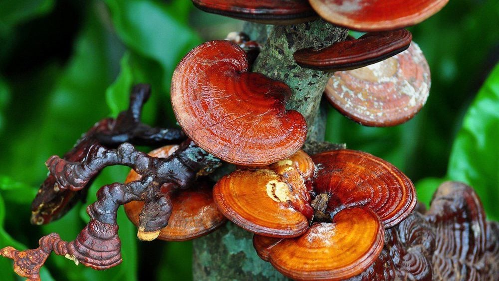 Reishi mushrooms should be used as recommended for maximum effectiveness.