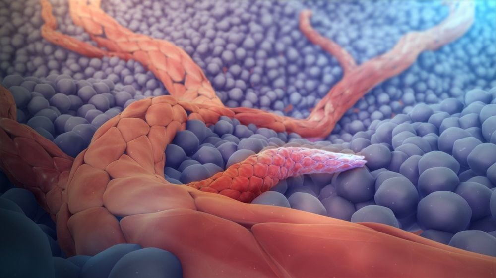 Quá trình tạo mạch máu (Angiogenesis)