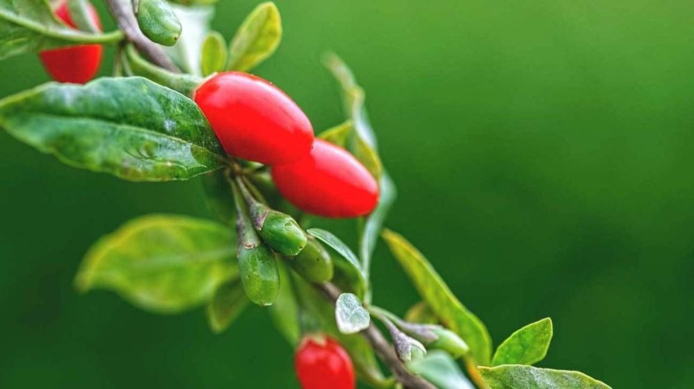 
Quả Goji Berries chứa nhiều chất dinh dưỡng tốt cho cơ thể
