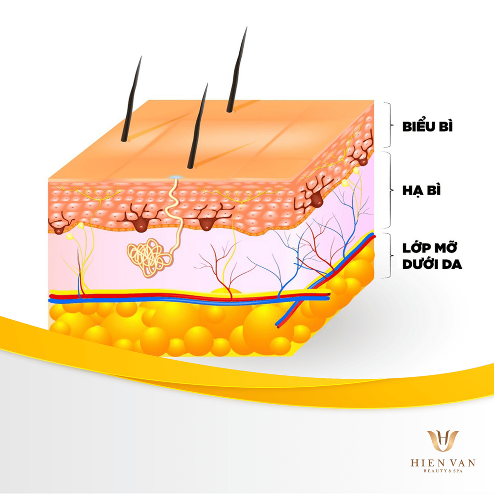 
Lớp mỡ dưới da giúp cơ thể dự trữ năng lượng và điều chỉnh thân nhiệt.
