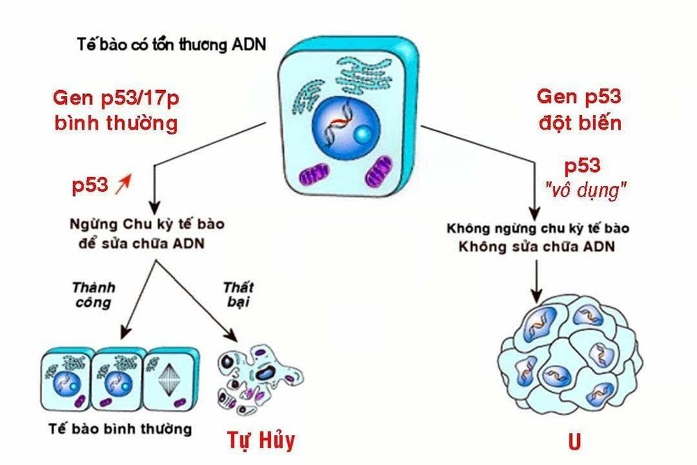 
Cơ chế tác động của gen p53.
