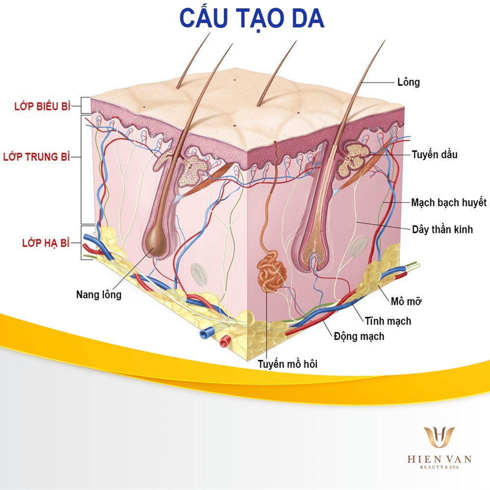 
Mô mỡ dưới da được coi là một trong những cơ quan nội tiết lớn nhất trong cơ thể.
