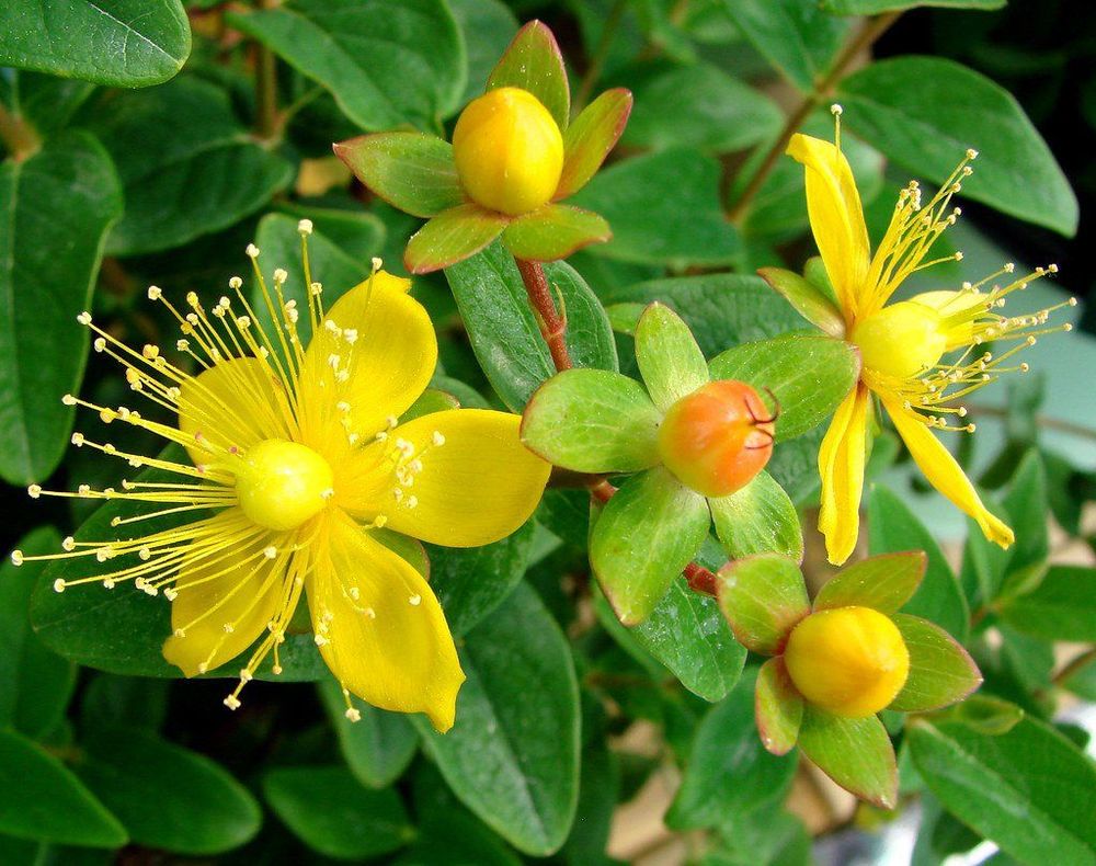 
St. John’s wort có ảnh hưởng tích cực tới người mắc hội chứng tiền kinh nguyệt
