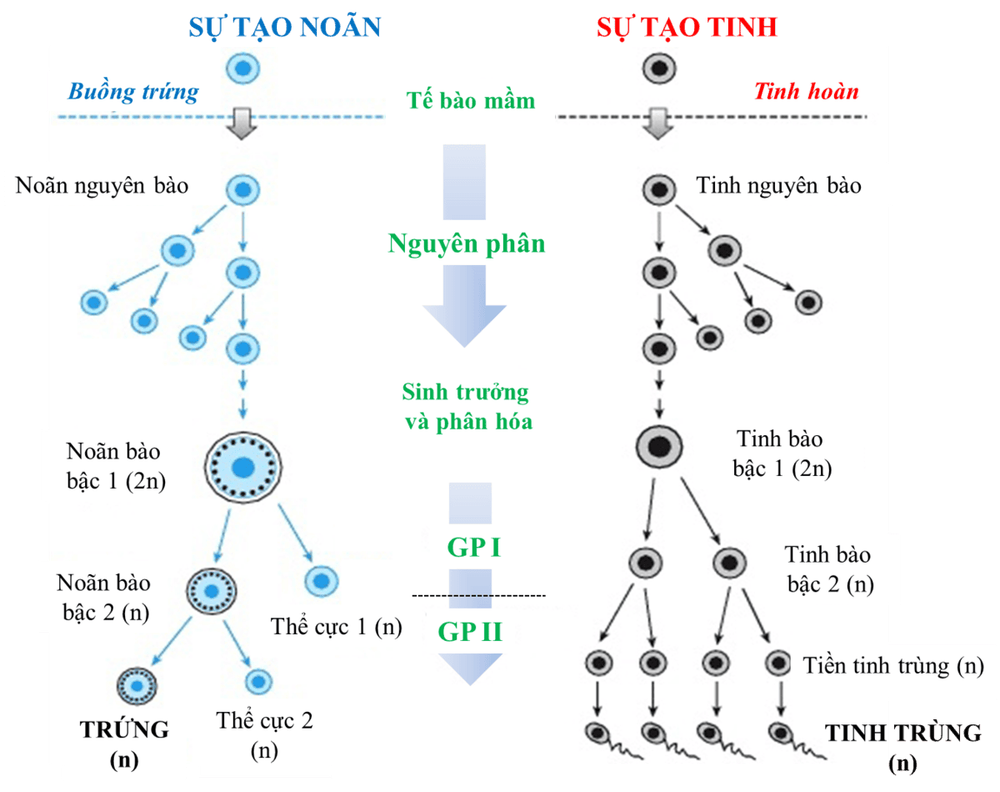 
Tế bào mầm trong hình thành giao tử
