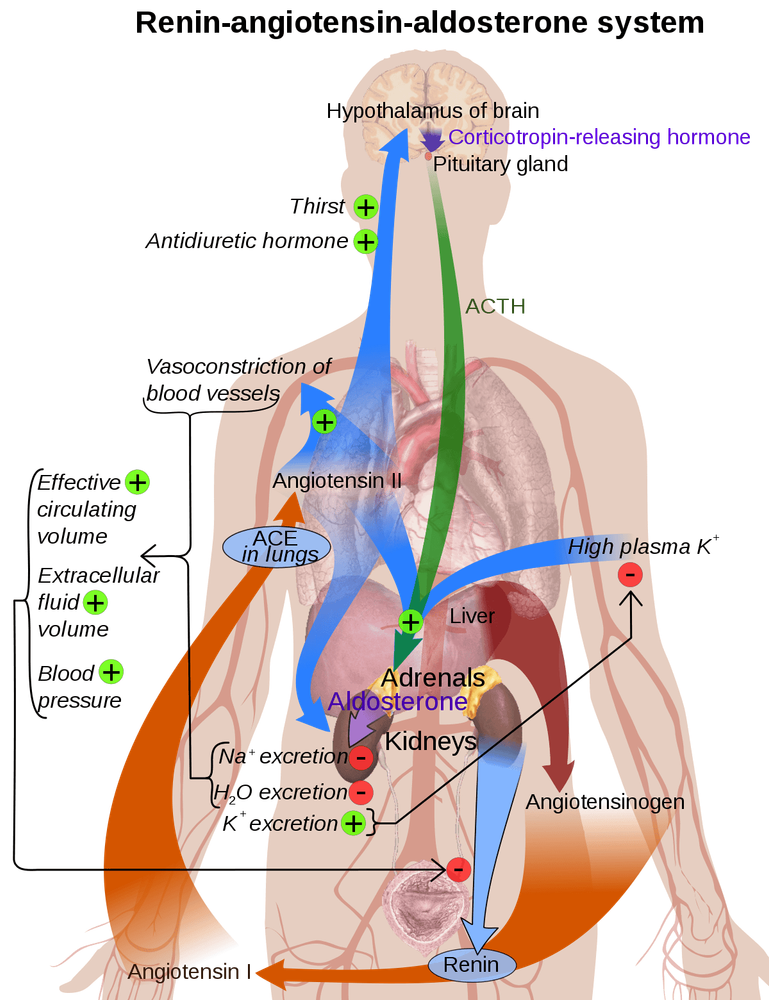 
Hệ thống renin-angiotensin (hệ thống renin-angiotensin) là một hệ thống nội tiết tố
