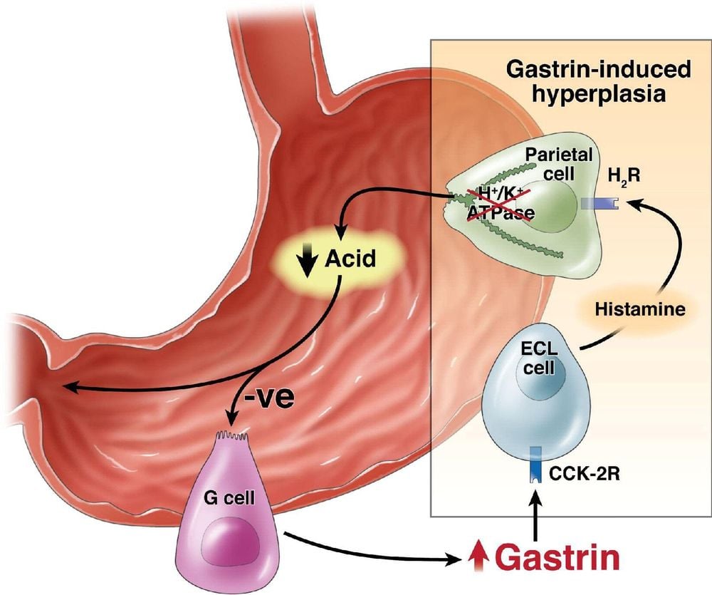 
Hormone Gastrin giúp phân huỷ protein có trong thức ăn
