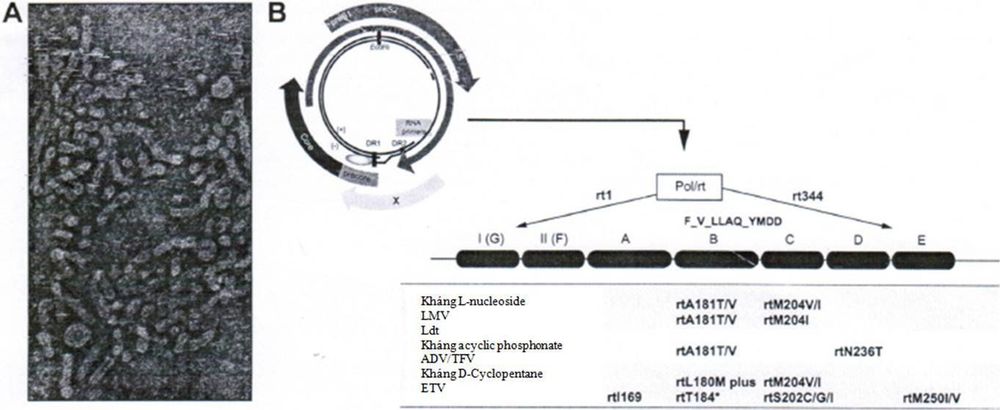 
Cấu trúc của virus viêm gan B (HBV) và genome của nó
