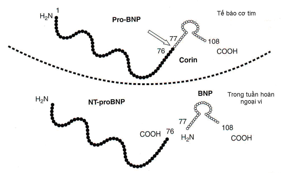 
Peptide lợi niệu và Pro BNP được tổng hợp trong tế bào cơ tim, sau đó chia làm 2 phân tử đi vào máu ( NT-proBNP và BNP )
