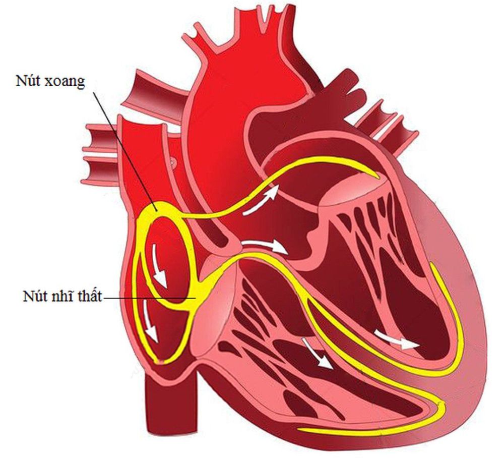 
Hệ thống dẫn truyền trong tim bao gồm các tế bào cơ tim và các sợi dẫn
