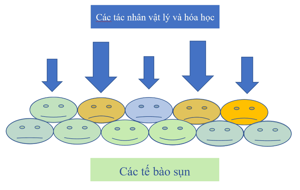 
Hình 5: Minh họa các tế bào sụn bị tổn thương khi chịu tác động
