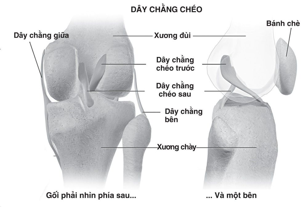 
Hình ảnh vị trí của dây chằng chéo tại khớp gối
