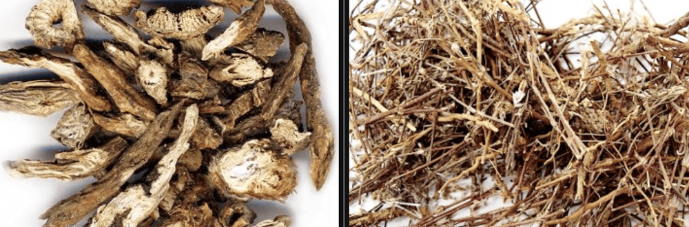 Bạch đầu ông được sơ chế làm thuốc chữa