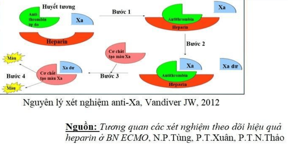 
Nguyên lý xét nghiệm Anti-Xa, Vandiver 2012
