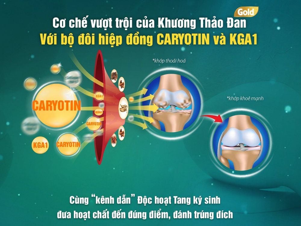 
Cơ chế vượt trội của sản phẩm Khương Thảo Đan
