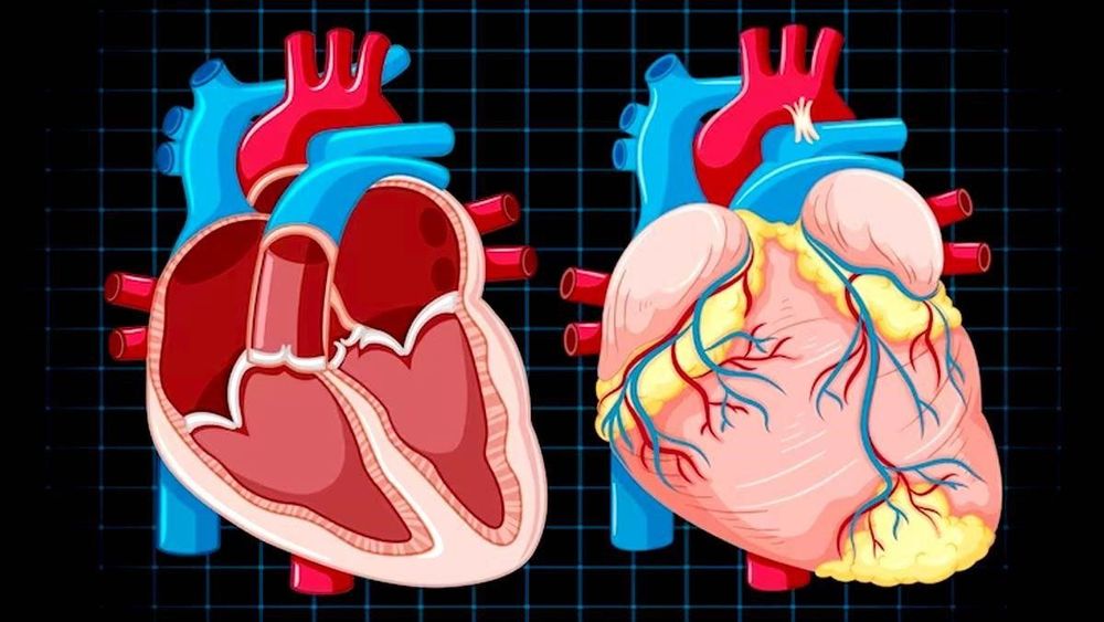 
Hở van 3 lá có triệu chứng theo từng mức độ bệnh
