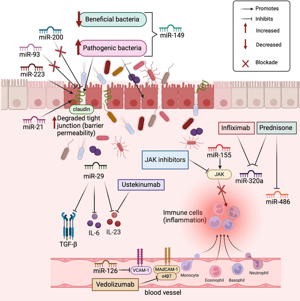 Các microRNA chính liên quan đến tình trạng viêm ruột và các con đường gây viêm được nhắm mục tiêu bởi các loại thuốc dùng để điều trị bệnh viêm ruột