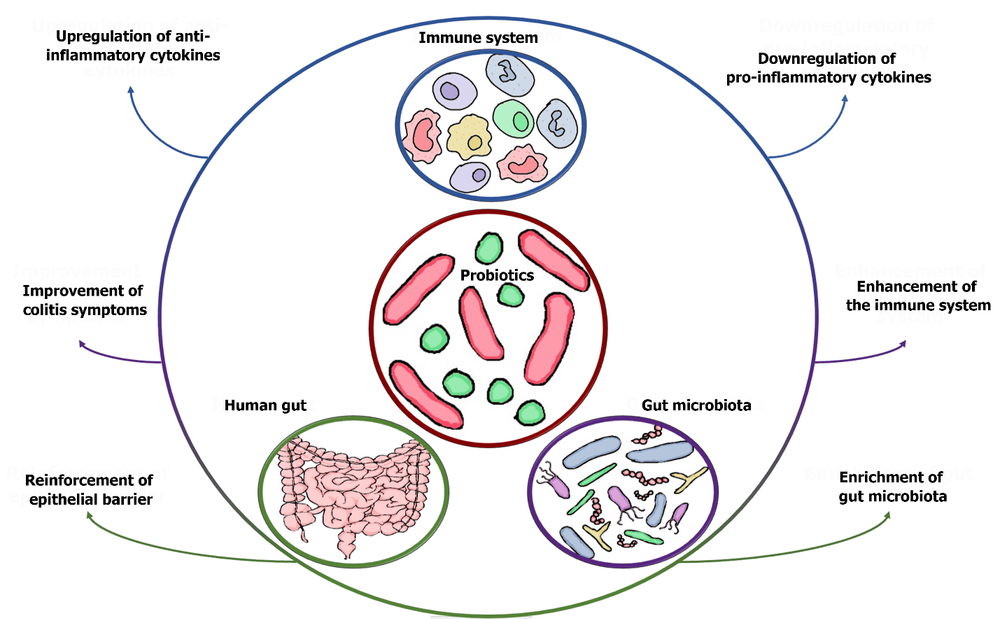 Tác dụng có lợi của men vi sinh đối với hệ miễn dịch, hệ vi khuẩn đường ruột và đường ruột của con người. Men vi sinh thúc đẩy tăng cường các cytokine chống viêm, gây ra sự giảm cường các cytokine gây viêm, cải thiện các triệu chứng viêm đại tràng, tăng cường hệ miễn dịch, củng cố hàng rào biểu mô và thúc đẩy sự phong phú của hệ vi khuẩn đường ruột