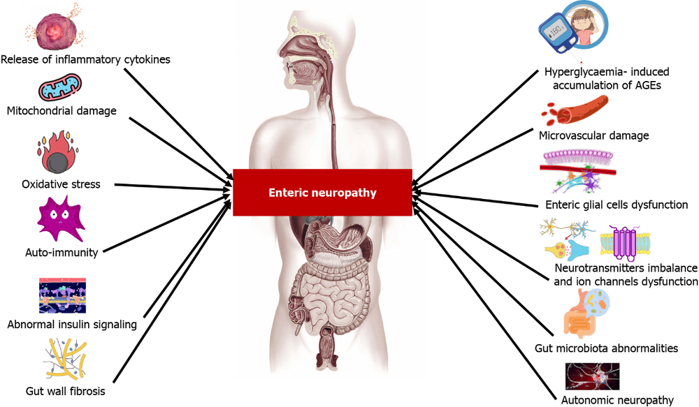 Cơ chế gây bệnh thần kinh ruột do đái tháo đường