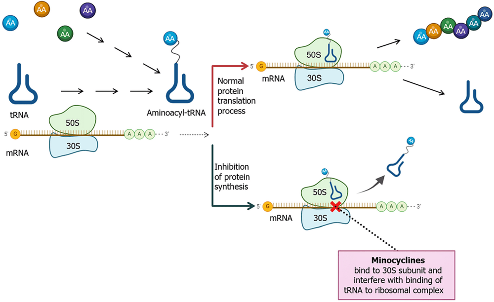 Thuốc Minocycline trong việc loại trừ nhiễm trùng Helicobacter pylori