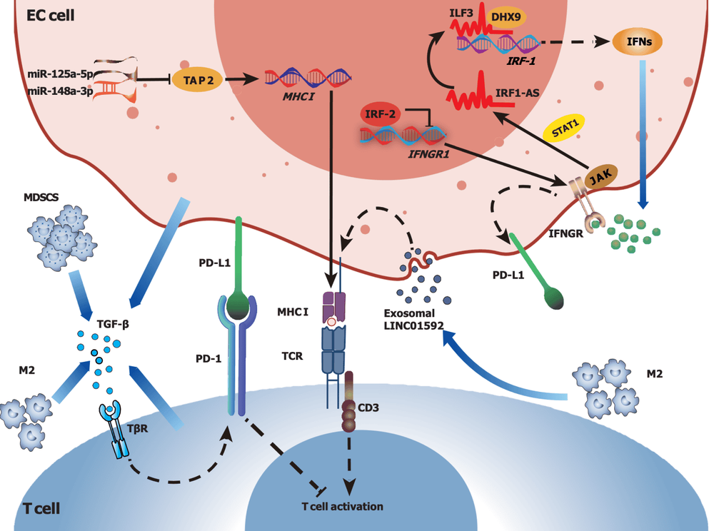 Cơ chế tiềm ẩn của sự hình thành vi môi trường ức chế miễn dịch khối u trong ung thư thực quản: Điều hòa giảm phức hợp tương hợp mô chính và các yếu tố ức chế miễn dịch. Trong các tế bào ung thư thực quản (ung thư thực quản), miR-125a-5p và miR-148a-3p có thể điều hòa giảm quá trình dịch mã thành viên 2 của phân họ B gắn ATP và biểu hiện phức hợp tương hợp mô chính (MHC)-I, và LINC01592 ngoại bào do đại thực bào M2 giải phóng cũng có thể điều hòa giảm biểu hiện MHC-I