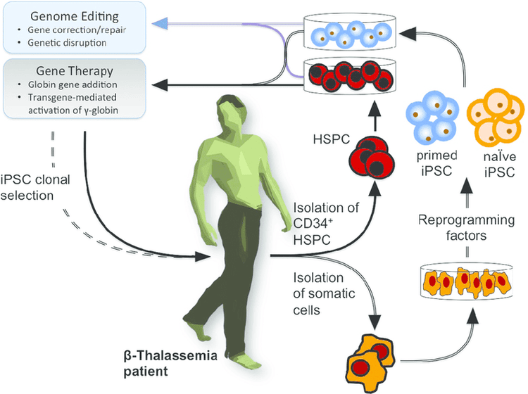 Gene correction of beta thalassemia mutations via CRISPR/Cas9 technology