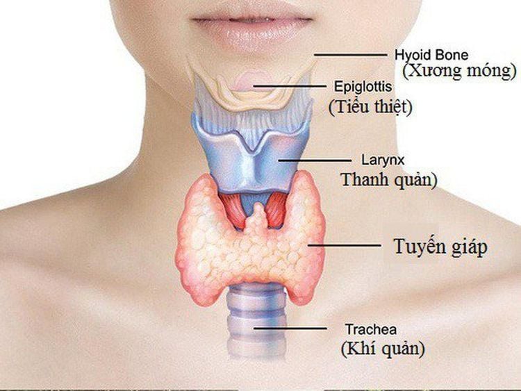 
Tuyến giáp nằm phía trước cổ, có hình dạng như con bướm.
