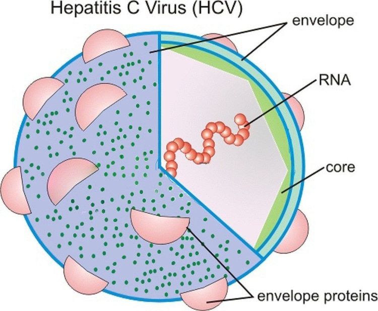 
Virus viêm gan C
