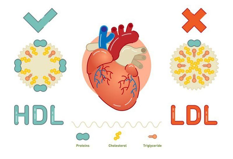 
Cholesterol có 2 loại chính: LDL - Cholesterol “xấu” và HDL- Cholesterol “tốt’
