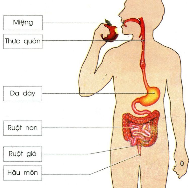 
Hình ảnh hệ tiêu hóa con người
