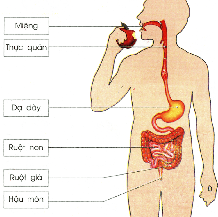 
Vị trí đại tràng (ruột già)
