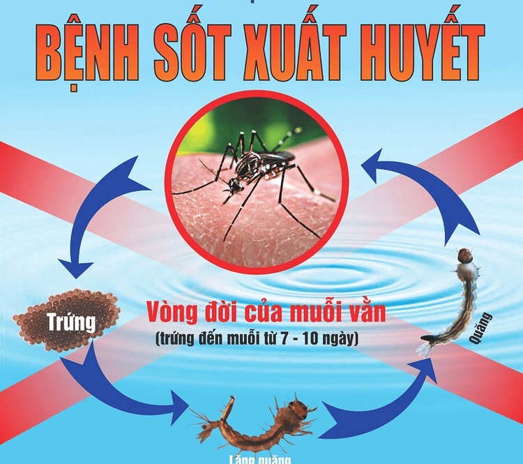 
Hiện nay vẫn chưa có thuốc đặc trị để điều trị sốt xuất huyết
