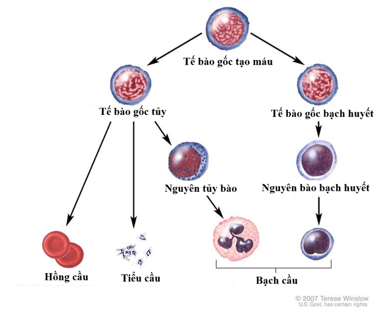 
Quá trình phát triển của tế bào gốc tạo máu (Nguồn:Terese Winslow U.S. Govt)
