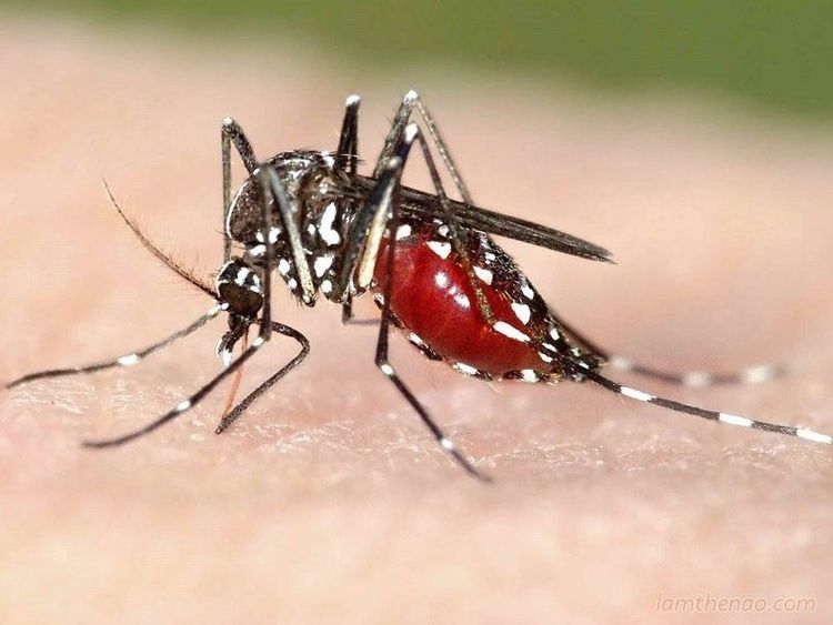 
Muỗi Aedes truyền bệnh sốt xuất huyết
