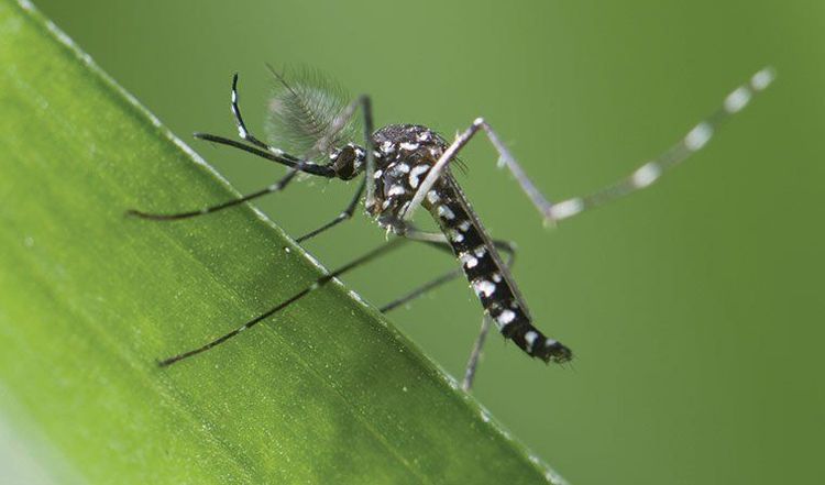 
Muỗi Aedes aegypti là véc tơ chủ yếu truyền bệnh sốt xuất huyết
