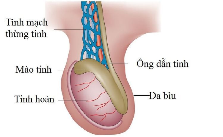 
Nam giới bị giãn tĩnh mạch thừng tinh vẫn có thể sinh con
