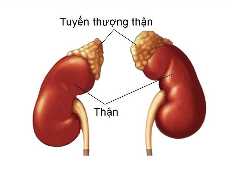 
Tuyến thượng thận là tuyến nằm phía trên của hai quả thận
