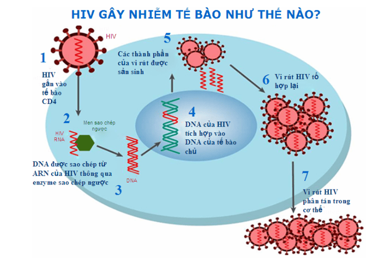 
Quá trình virus HIV tấn công cơ thể.
